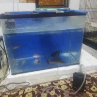 سلام|ماهی|باقرشهر, |دیوار