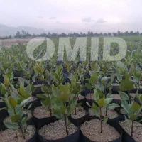 نهال پسته کشت جدید