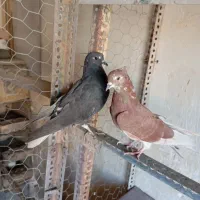 سلام کبوترای پرشی فروشی|پرنده|کرج, شهرک بنفشه|دیوار