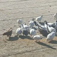 کبوترنقشی|پرنده|اصفهان, قلعه جوم|دیوار