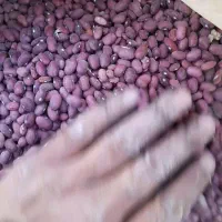 لوبیا قرمز درجه یک و نو