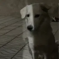 گمشده .لطفا اگه دیدینش اطلاع بدید