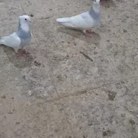 کبوتر تزیینی طوقی ابی|پرنده|قم, کاسه گران|دیوار