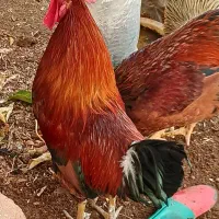 خروس محلی جوان