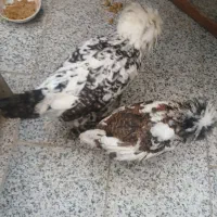 جوجه  مرغ وخروس برهما سلطان گلین|حیوانات مزرعه|خمینی‌شهر, |دیوار