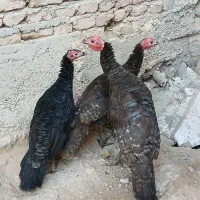 بوقلمون|حیوانات مزرعه|اردبیل, |دیوار