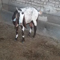 بز سانن وپاکستانی زاییده شیرمست|حیوانات مزرعه|نیمبلوک, |دیوار