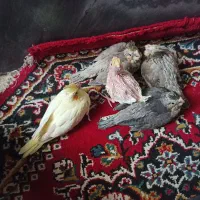 واگذاری عروس رایگان