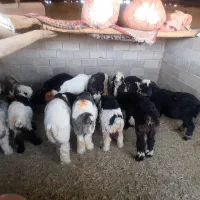 ۱۶راس بره نروماده