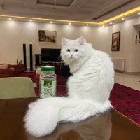 واگذاری گربه پرشین عقیم شده