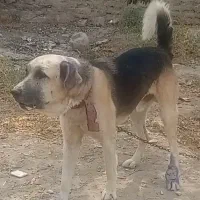 سگ عراقی