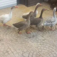 ۶عدد غاز جوان