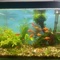 آکواریوم پلنت