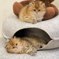 گربه اشرافی مجموعه میوهاپ