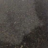 تخم شربتی یا بالنگو