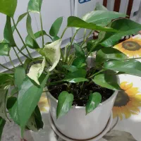 فروش گل های آپارتمانی وبیرونی|گل و گیاه طبیعی|تنکابن, |دیوار