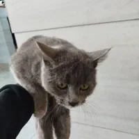 گربه خونگی واگذاری رایگان