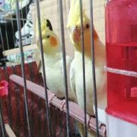 عروس هلندی مولد با تخم