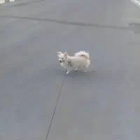 فروش سگ پامر روباهی  به دلیل مهاجرت|سگ|پردیس, فاز ۸|دیوار