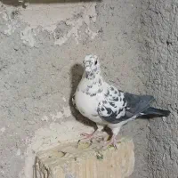 کبوتر|پرنده|مرودشت, شهرک مهدیه|دیوار