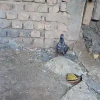 سینه سفد. کشکی