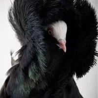 ۱۰ عدد معاوضه با الوان ویا چادر مسافرتی