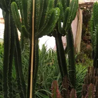 ایفوربیا تریگونا