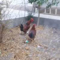 خروس محلی|حیوانات مزرعه|مهریز, |دیوار