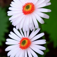 دستبند گمشده