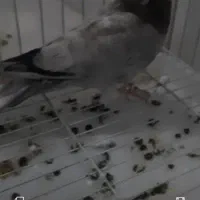 ۹تا کفتر پرشی گرفتنی تهران