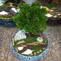 بن سای کاج نانا|گل و گیاه طبیعی|تهران, فدک|دیوار