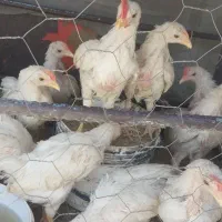 جوجه