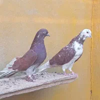 کفتر|پرنده|قم, پردیسان|دیوار