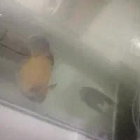 ماهی اسکار و ردتیل|ماهی|بندرعباس, |دیوار