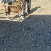 سگ حاسگی|سگ|چهاربرج, |دیوار