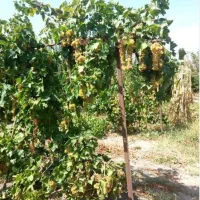 فروش ویلا باغ در برجاده خالداباد حیدرلو