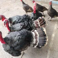 بوقلمون