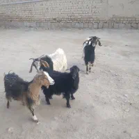 بزغاله  ماده|حیوانات مزرعه|کنگاور, |دیوار