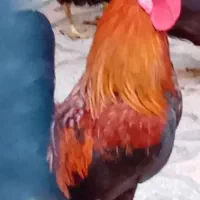 فروش خروس سالم