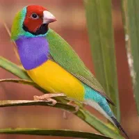 دوعدد فنچ گلدین وزبرا با قفس ولوازم