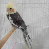 عروس هلندی ۳ ماهه و ۲۰ روزه