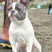 فرنچ بولداگ