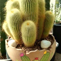 کاکتوسهای خاص و کمیاب