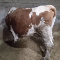 گا‌و سیمنتال گوشتی برای قربانی