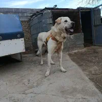 واگذاری سگ عراقی