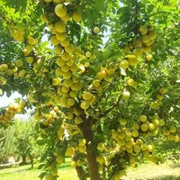 نهال گوجه سبز|گل و گیاه طبیعی|تبریز, |دیوار