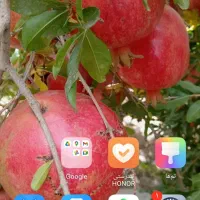 باغ فروشی شهرضا روستای منوچهر آباد