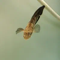 چانا ردمارو باریتو ۲۳سانت