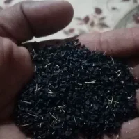 سلام بذر پیاز سفید
