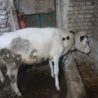 فروش گوساله